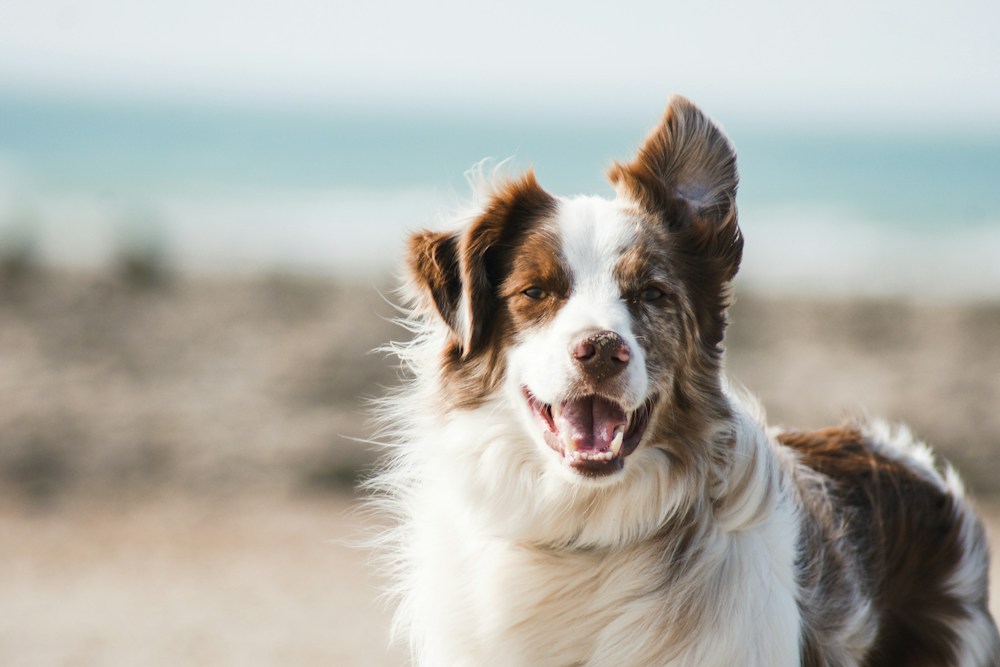 Dog relaxing outdoors