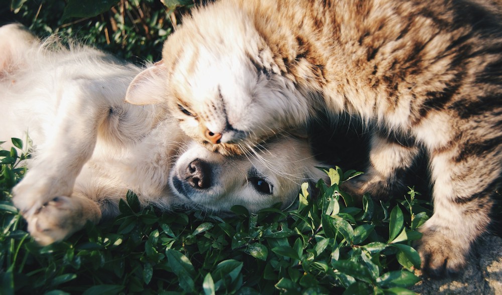 A dog sharing a quiet moment with a person